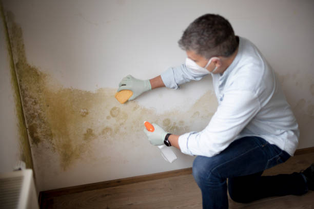 Best Mold Remediation for Healthcare Facilities  in Cypress Quarters, FL