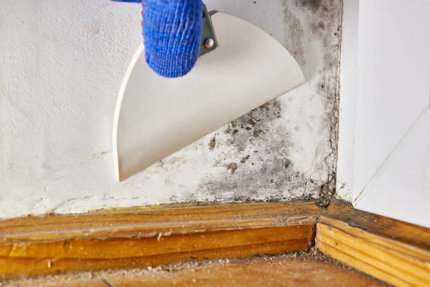 Professional Mold Removal in Cypress Quarters, FL